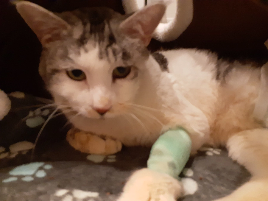 【ぎんちゃん】について