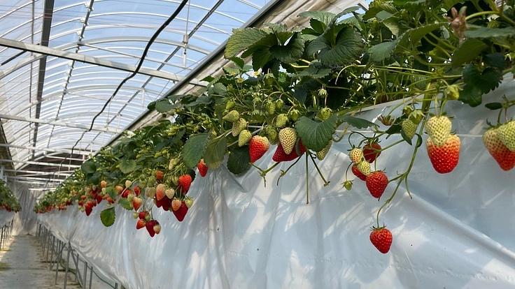 地元農家さんを盛り上げたい！豊橋いちごを使った絶品いちごミルクの素