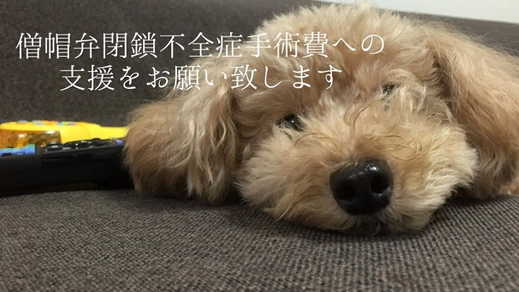 僧帽弁閉鎖不全症（僧帽弁逆流症）手術の治療費へご支援をお願いします