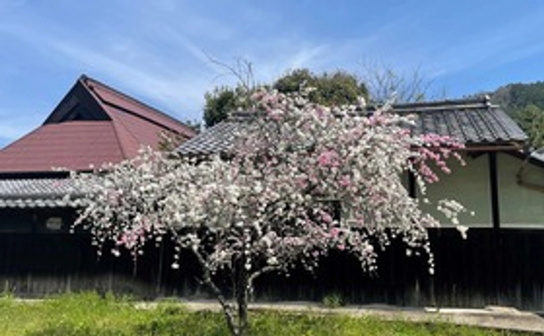 心からの御礼と感謝のメール