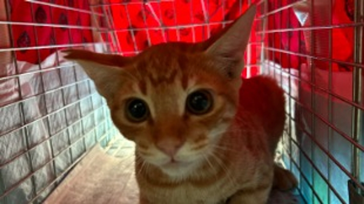 地域猫活動の重要性