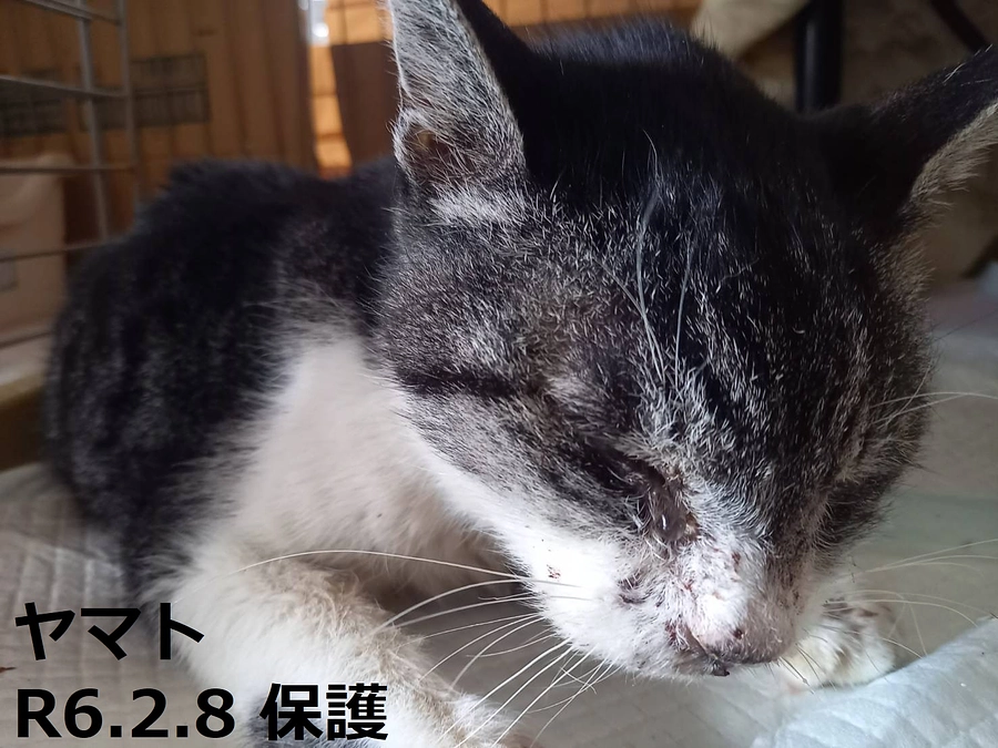 ヤマト、元気になろうね