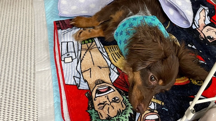 先天性の病気で歩けない仔犬のノアを歩かせたい！手術費支援のお願い