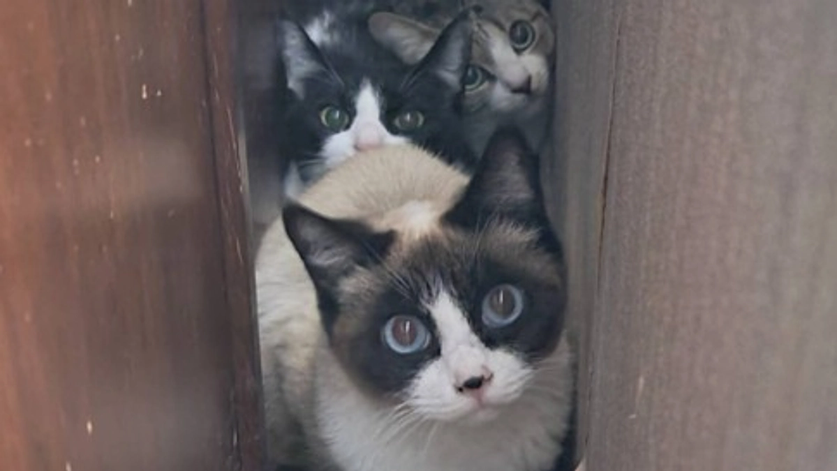 【取り残された猫たち】お一人暮らしの高齢者と飼い猫の課題