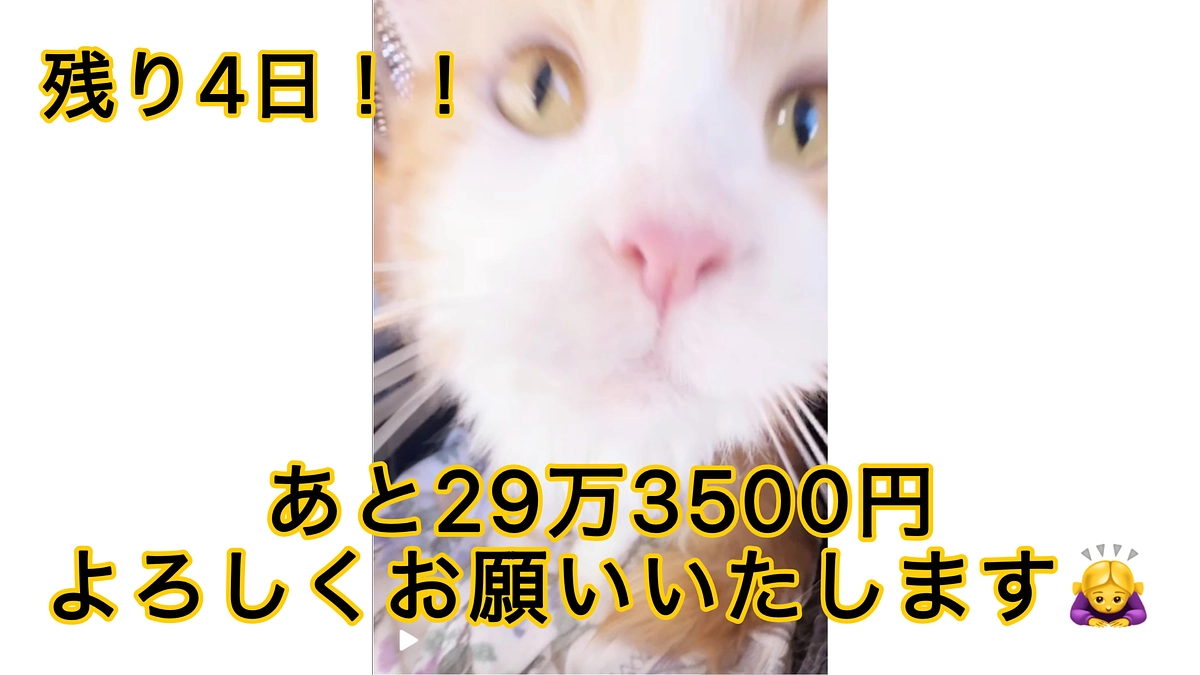 クラファン終了まで残り4日！！8回目の抗がん剤投与後の経過