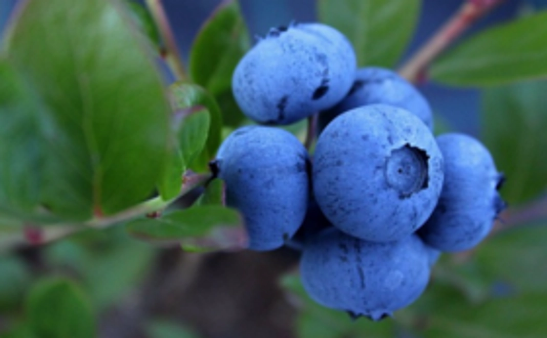 苗木オーナー券＋特別会員証