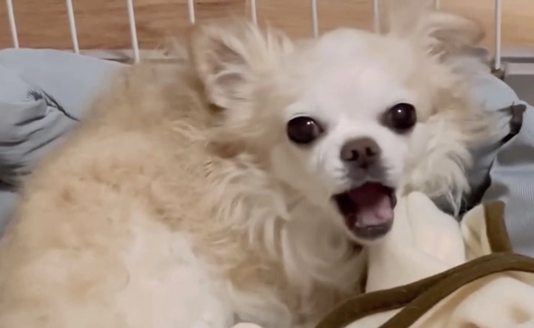 仕事から帰宅したら25gのご飯をまたまた完食してました！