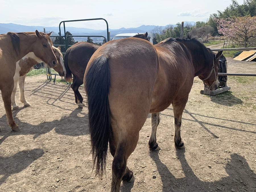 診療報告〜注射嫌いな馬の治療