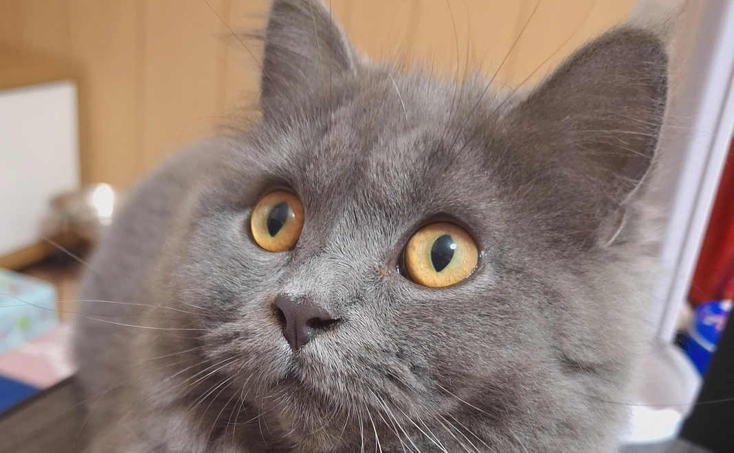 ポンちゃん明日のために5