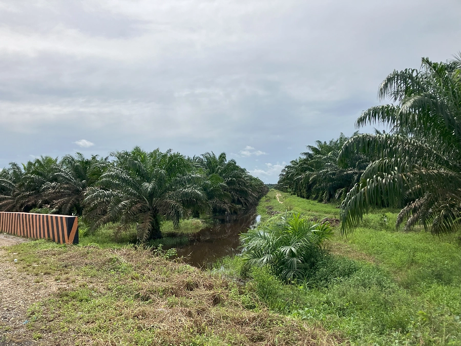 労働者の福利厚生、人権を見放したインドネシアのアブラヤシ農園