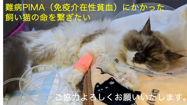 難病PIMAにかかった飼い猫の命を繋ぎたい