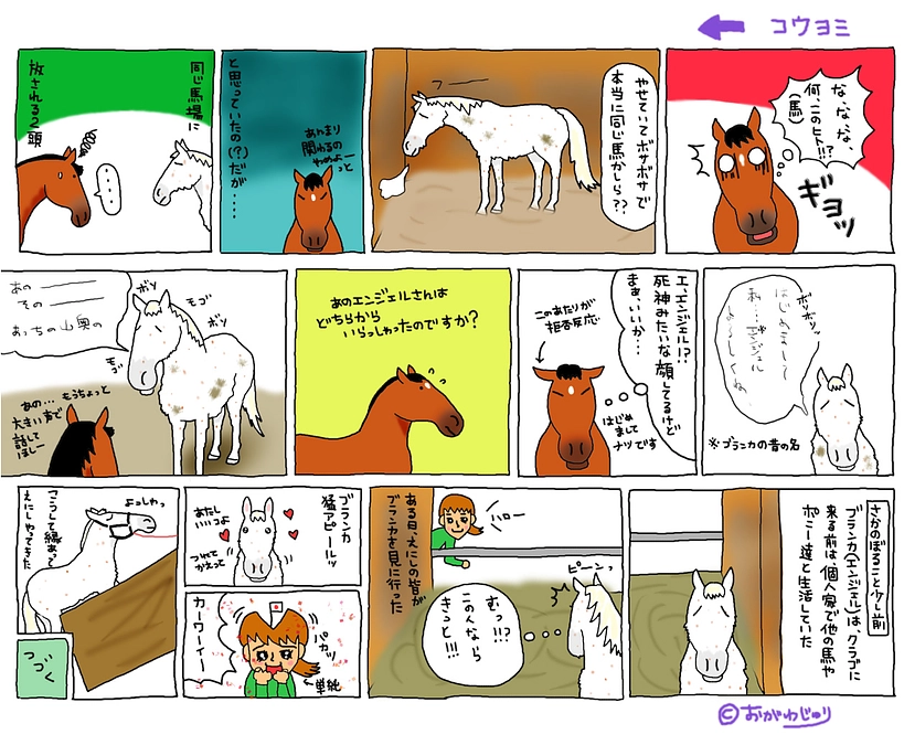 ナツとブランカ➁保護した馬ブランカ