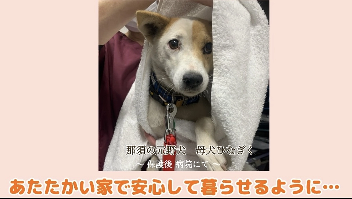 那須の野犬を救いたい！　捕獲までの物語～