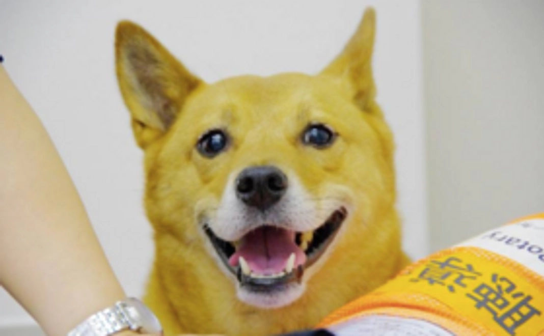 【先行権】補助犬の未来に向けてご支援いただいたあなたにいち早くCDをお届け