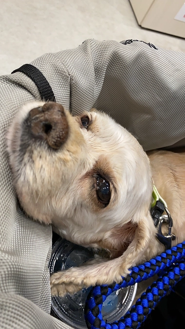 ロレンツア遺骨持ち早朝散歩行きました