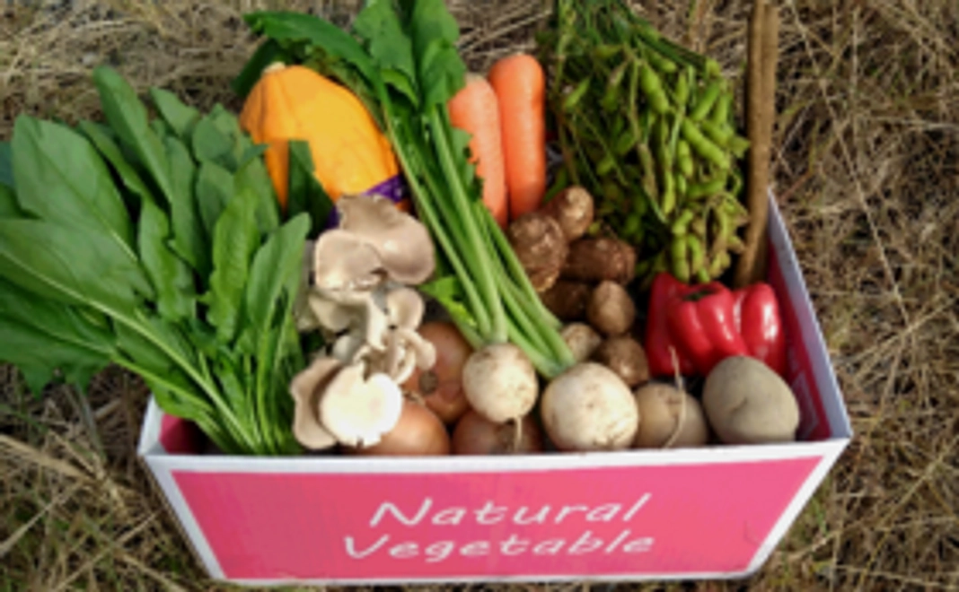 【Organic野菜セット】1箱を購入して千葉の農家さんを応援しよう