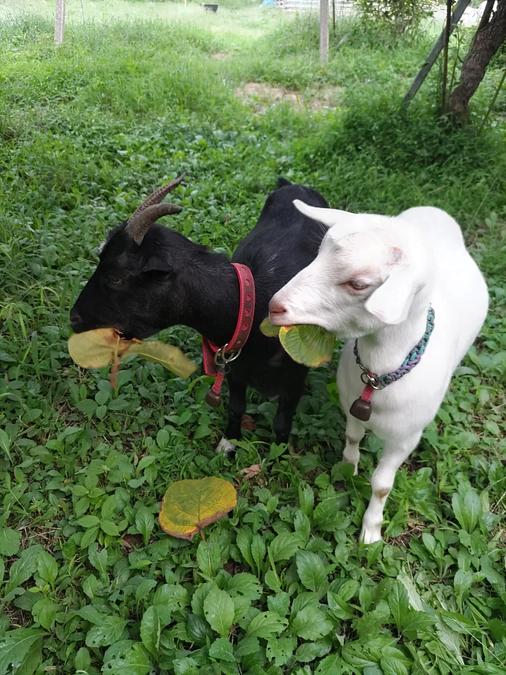 山羊たちのこと。