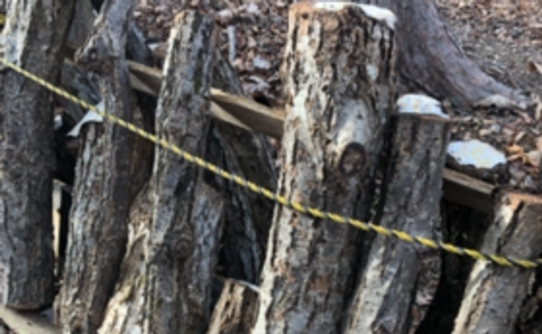 あなただけの椎茸のホダ木3本(付与から3年間)