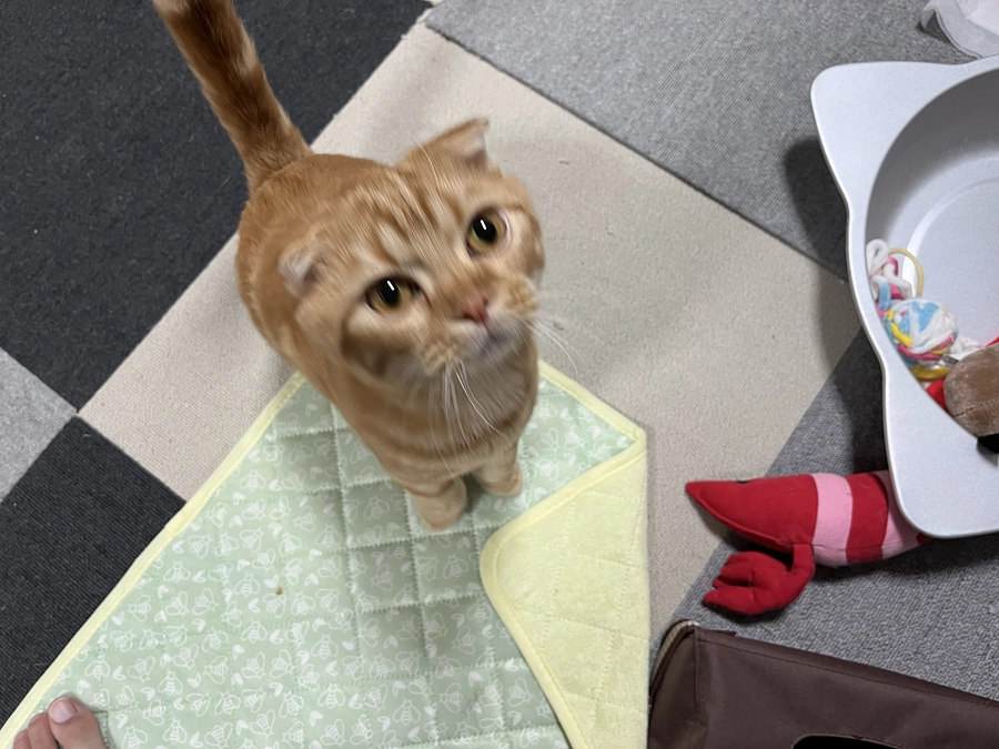 チュール食べて満足なふう