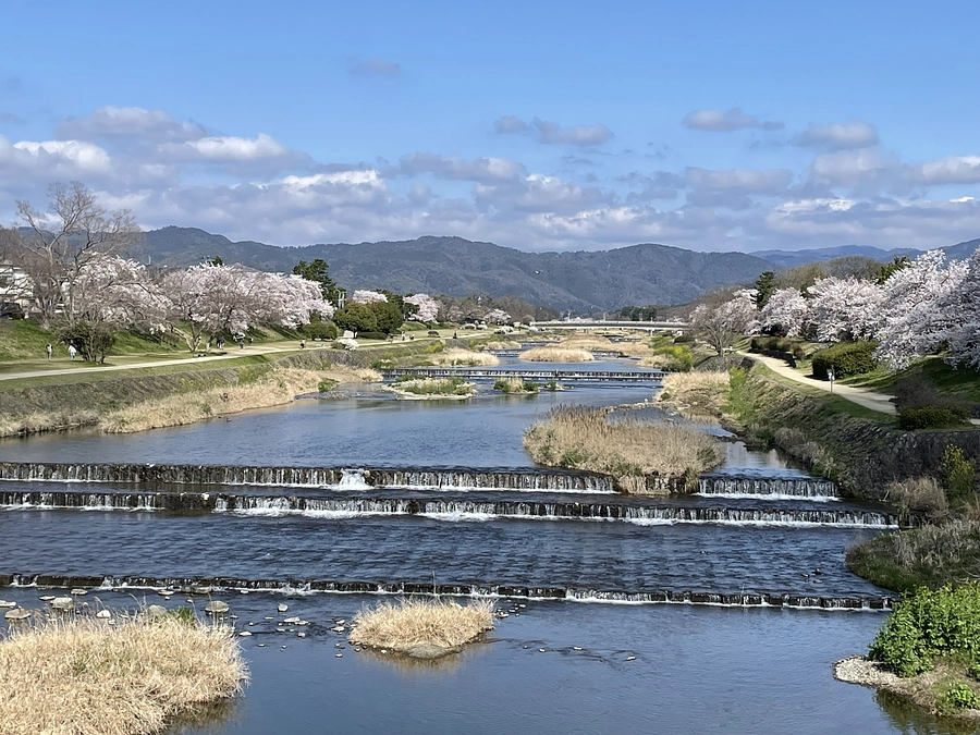 ボタニカルアーティストの京都桜紀行～桜と水と龍