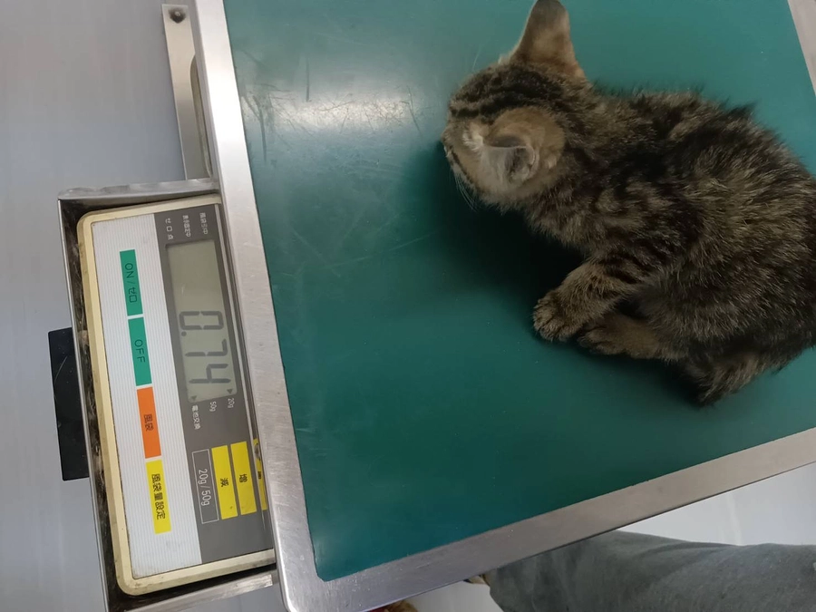 仔猫の通院してました