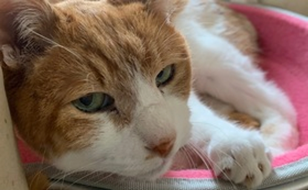 頑張れシロくん！