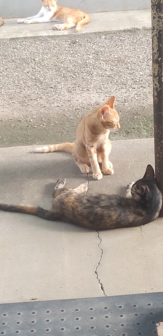 🐞ネクストゴールチャレンジ中です🐞