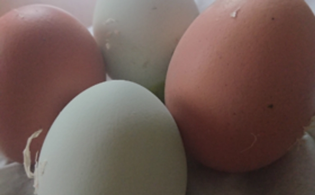 ただただ応援セット