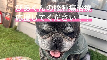 びあくんの脳腫瘍の治療の応援してください。 のトップ画像