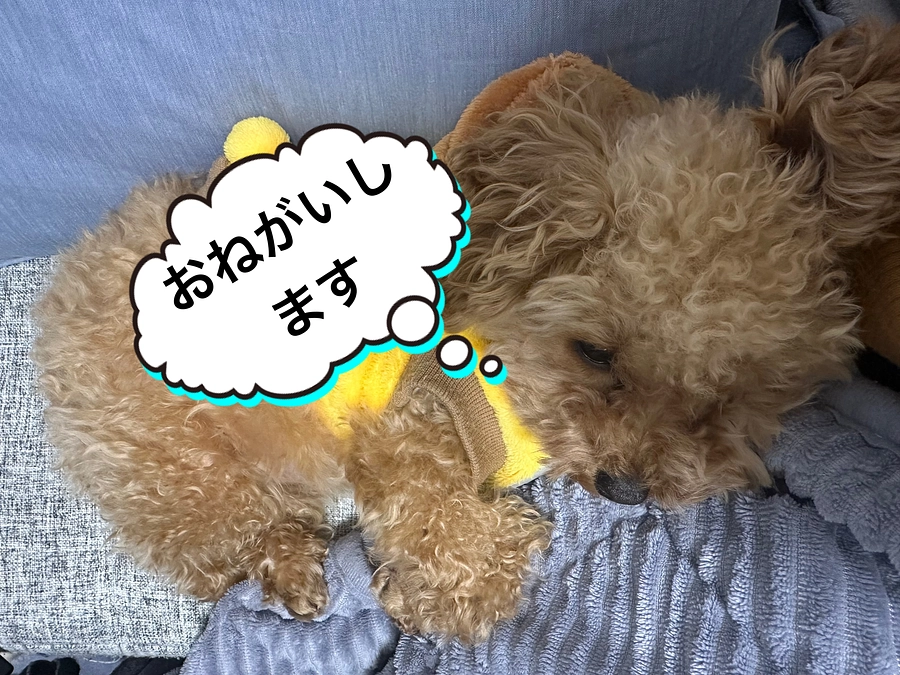 今日からステロイドのお薬を減らします。