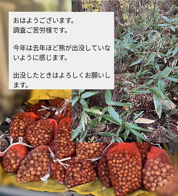 どんぐり活動継続！