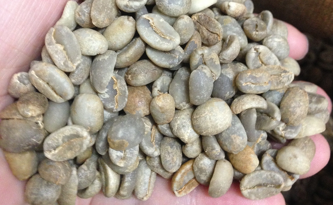 150年前から甦ったリランカ幻のコーヒー生豆５００ｇ