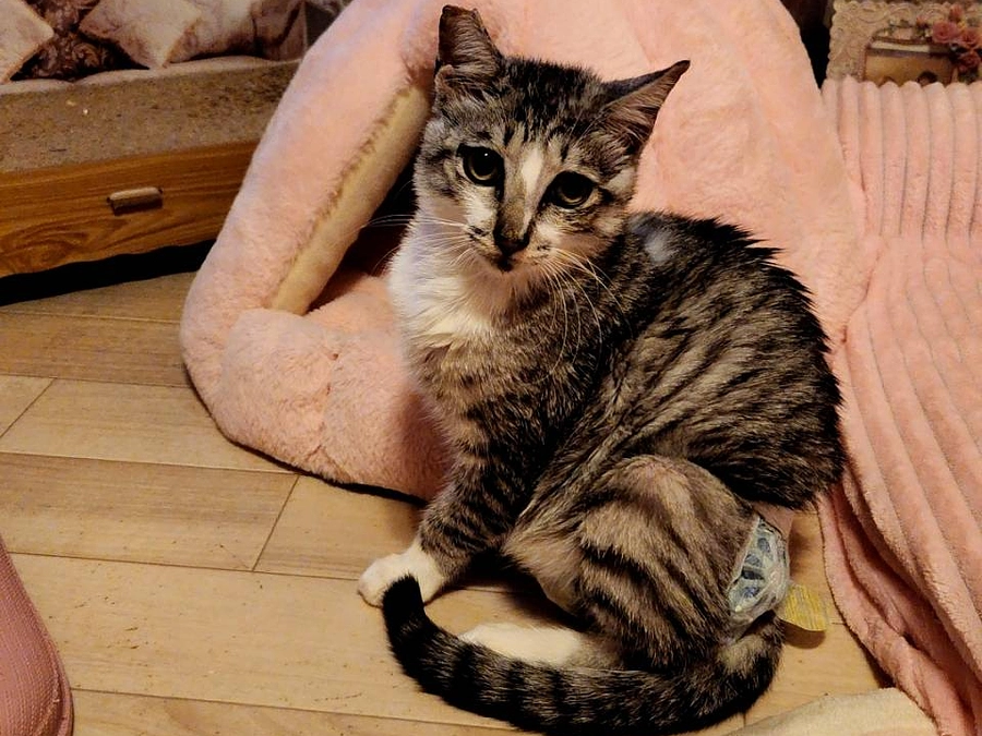 FIP猫むうちゃん頑張っています！