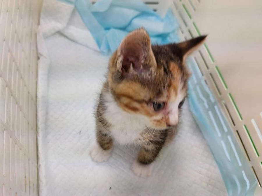 京都どうぶつあいごの会６月の活動報告