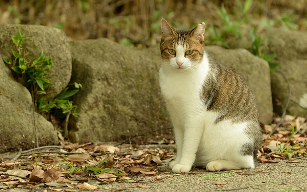 10月さくらねこ無料不妊手術実施予定数