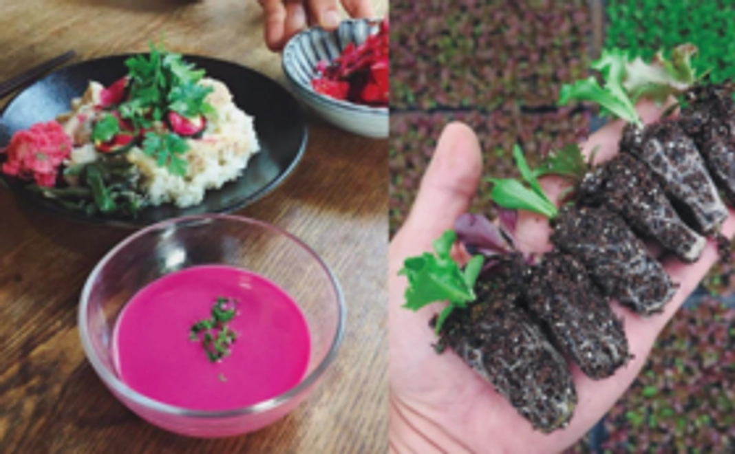 農家さん応援！！ロス野菜を救う野菜ピューレor野菜の苗