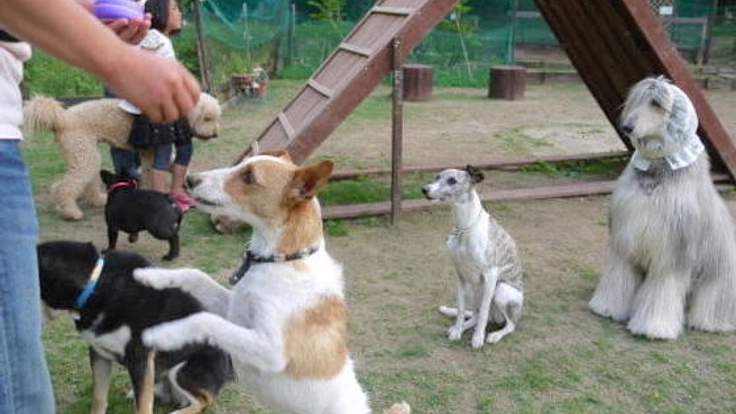 宮城県にある台風で破損したドッグランの通路と囲いを補修する！