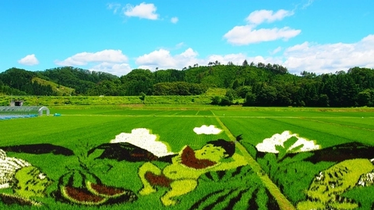山形県尾花沢市福原地区でスイカの田んぼアートを製作したい！