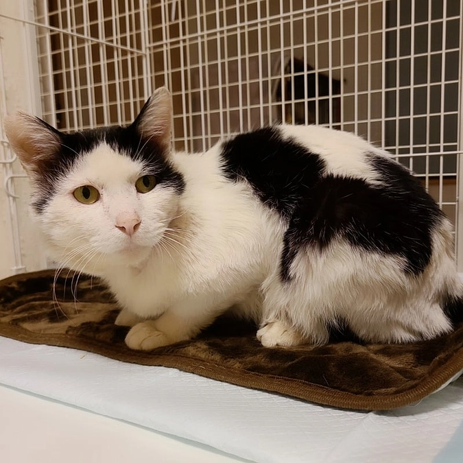 【残り10日、300万円まであと74,000円です✨】頬に怪我をした「おかっぱ」のその後