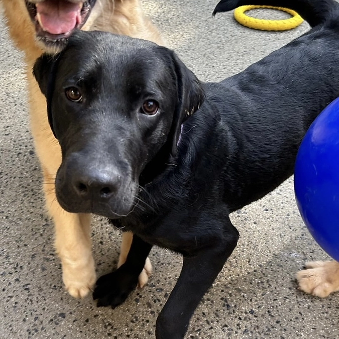 【里親募集中】お知らせ