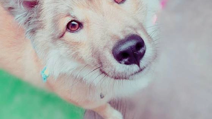 殺処分ワースト4位の愛媛県で保護犬シェルターをつくりたい！