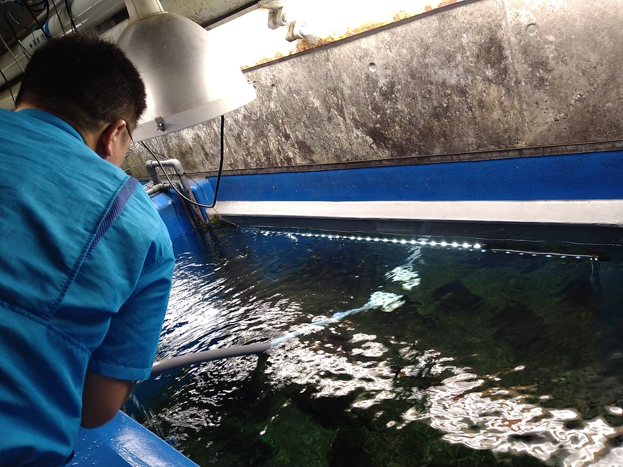 【リターン紹介⑪】水族飼育員の活動体験