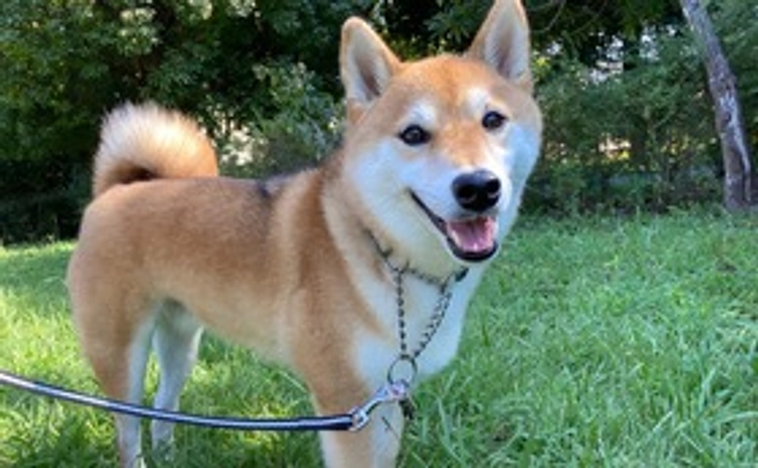 「ウィル」への給付金②