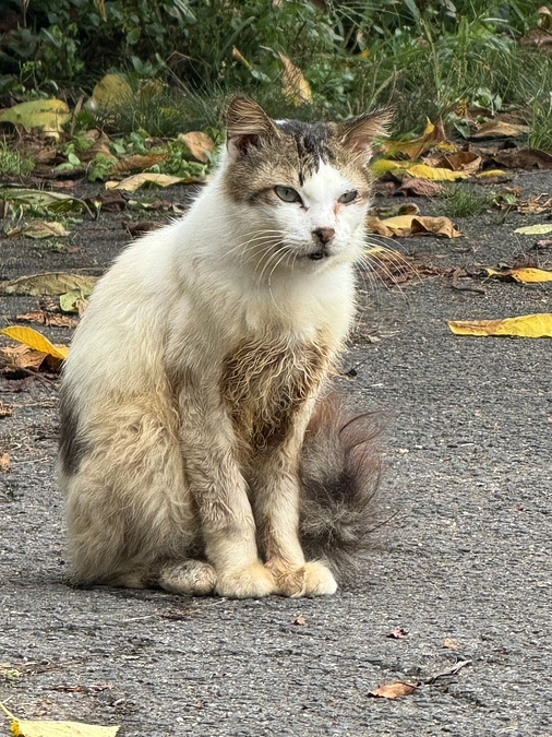 例の現場へ通っています