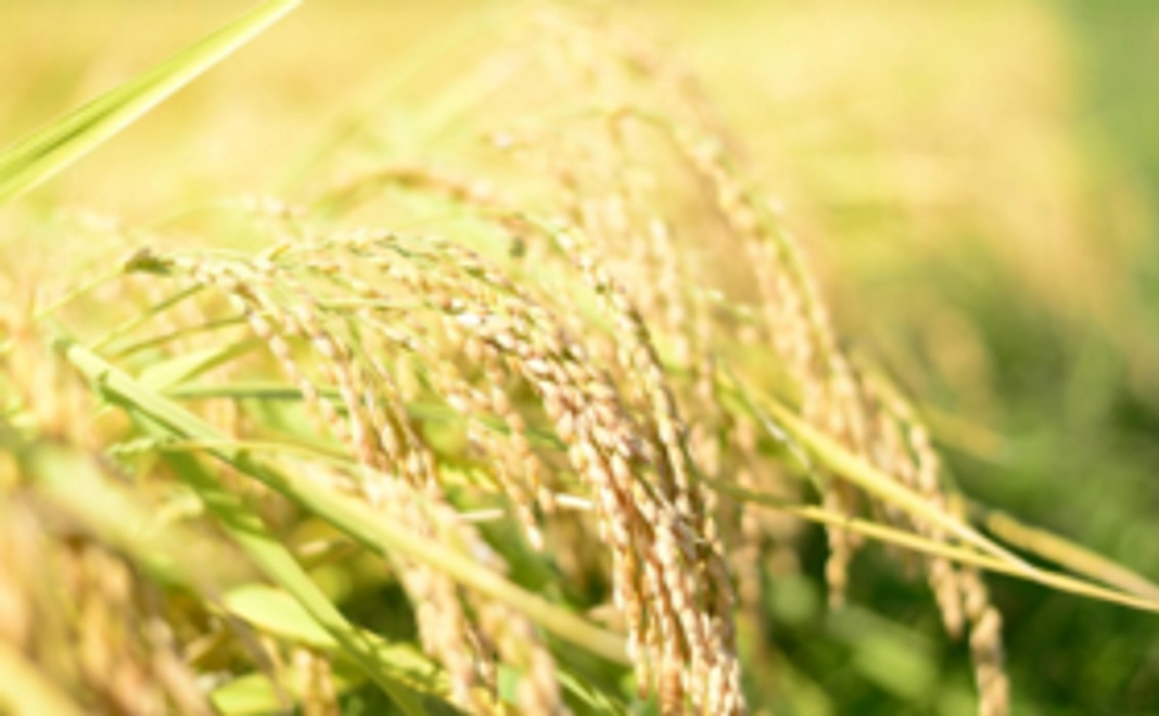 【ご自身や大切な方へ】自然栽培のお米で応援