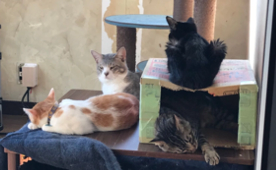 【お越しいただける方向け】猫まみれになるチケット（フリータイム）×1枚