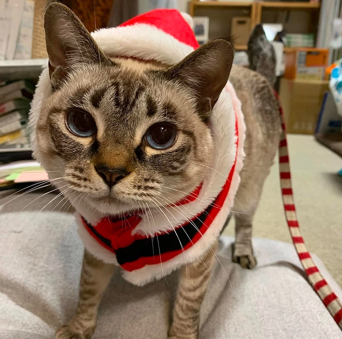 白血病キャリアっ子のあいちゃんが。。。