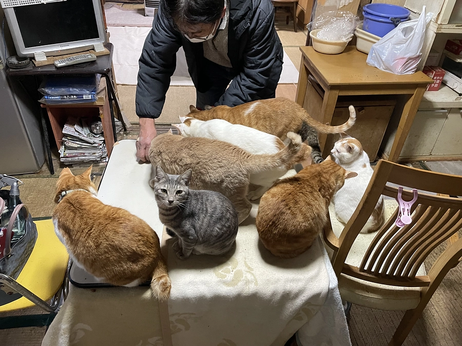 50匹多頭飼育崩壊のおうちでくらす『しろ』君と、親族のくーちゃん