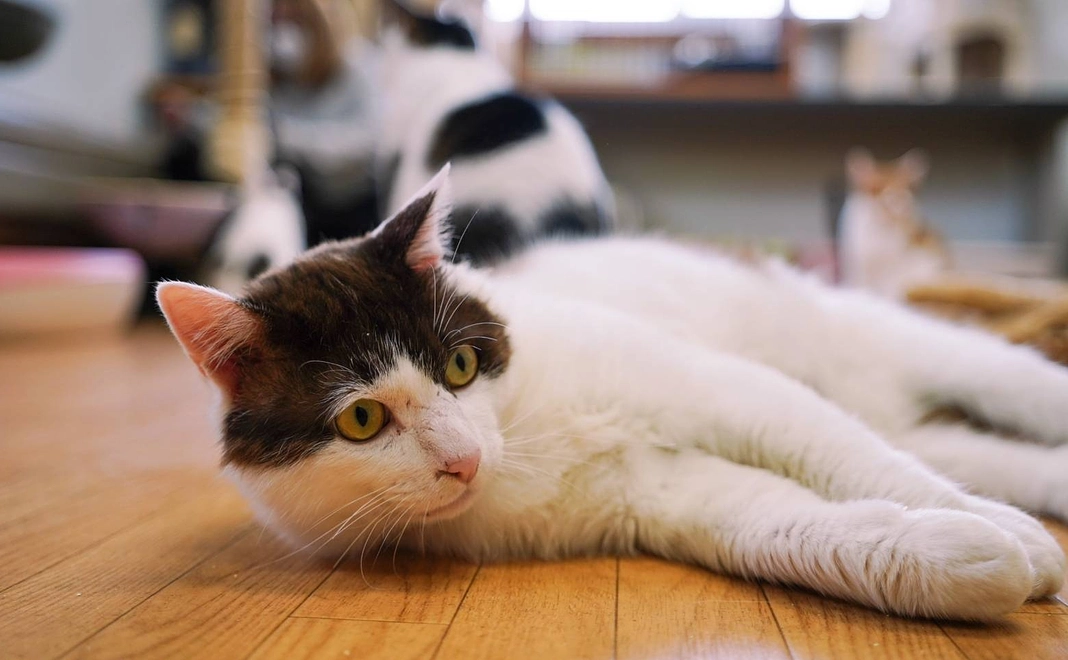 3,000円コース‼感謝のメール＆利尻わん・にゃんクラブ看板猫のランダムショット‼（※メールにて送信）