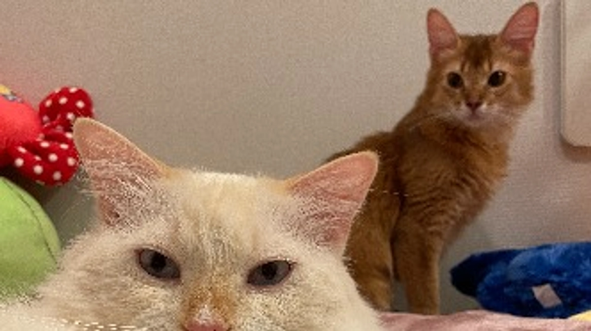 ★2023年11月26日：投薬68日目＆5回目の定期検査結果★ 